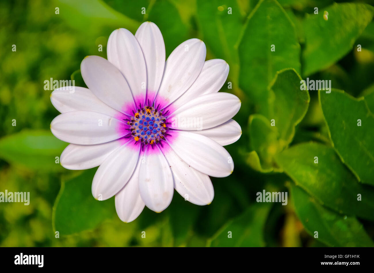 colorful flower in the garden Stock Photo - Alamy