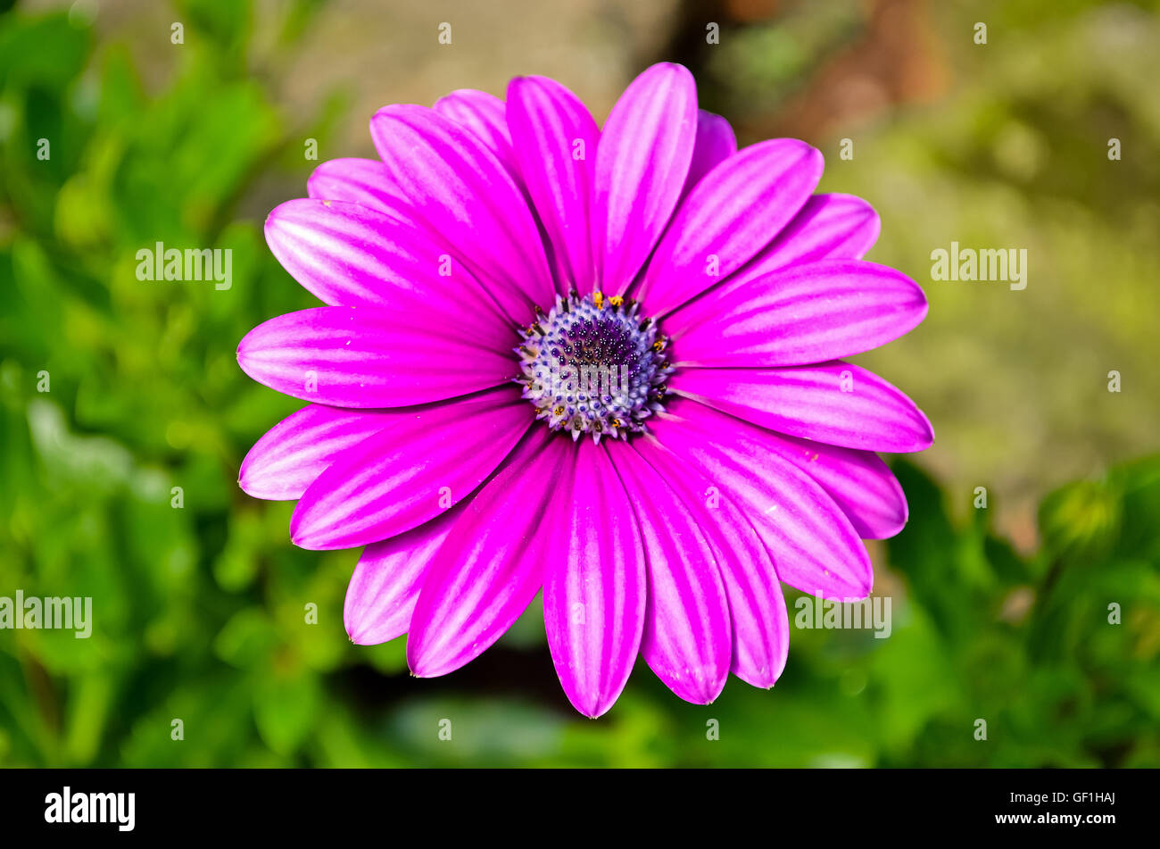 colorful flower in the garden Stock Photo - Alamy
