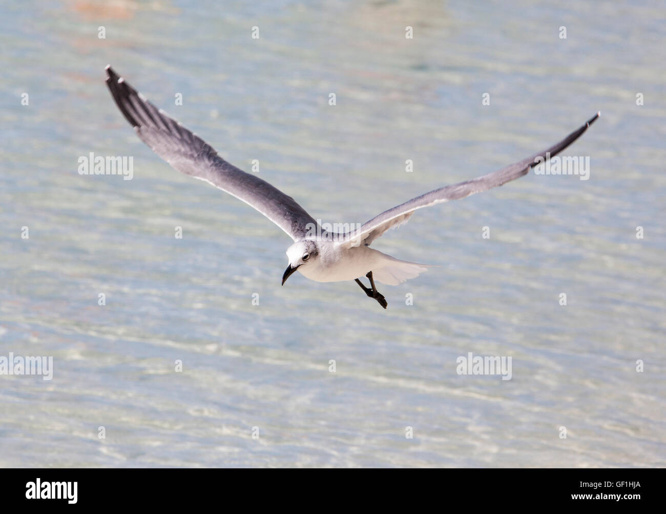 The flying seagull just above the water in Little Stirrup Cay beach (The Bahamas). Stock Photo