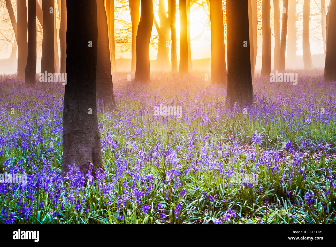 Bluebell Woods at sunrise. Stock Photo