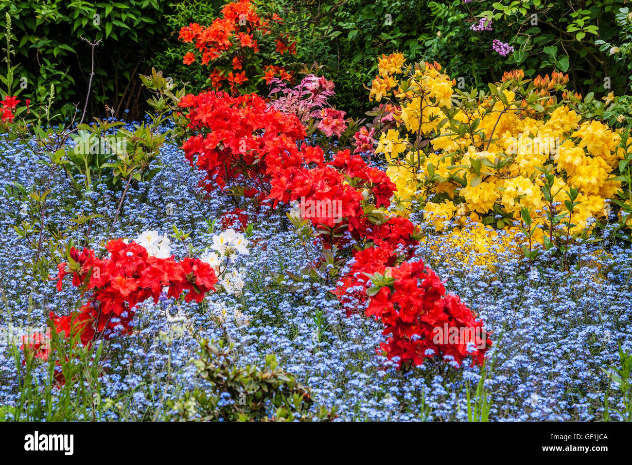 Colourful planting of rhododendrons and forget-me-nots in an English country garden. Stock Photo