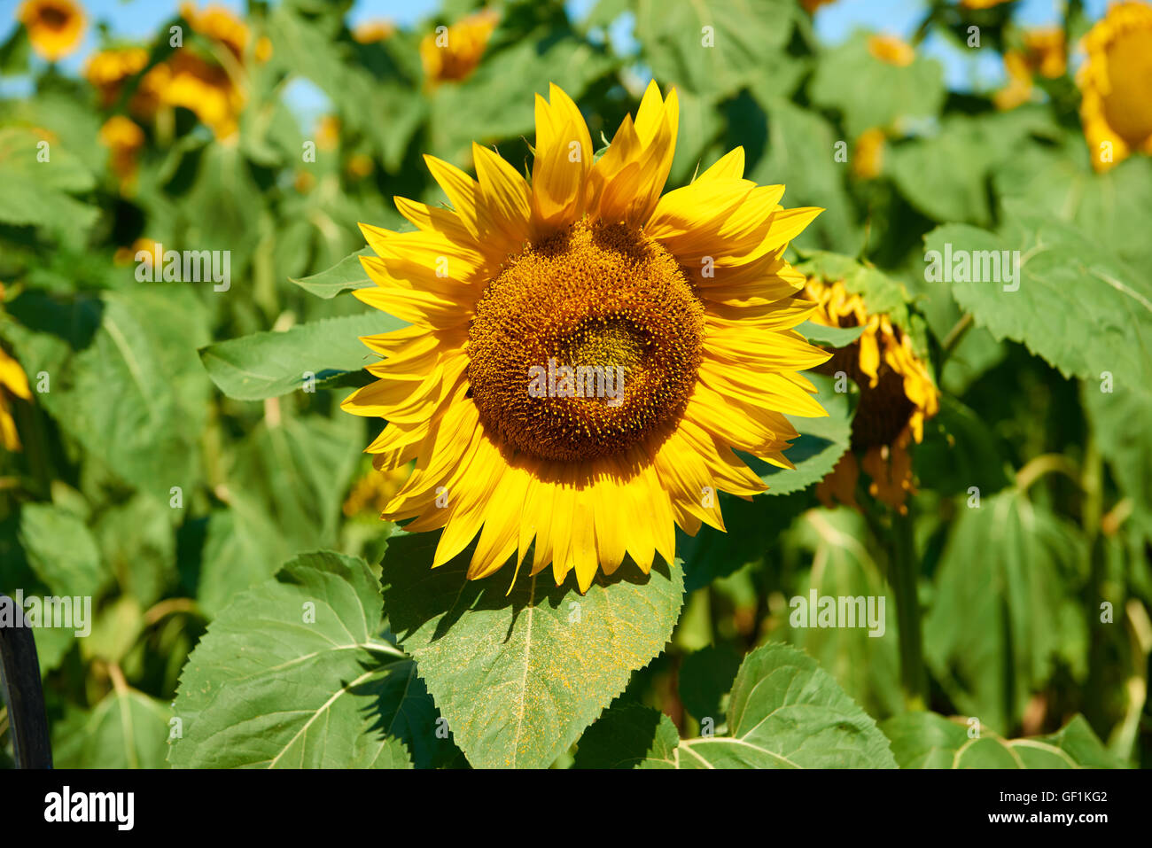 sunflower field closeup, beautiful summer landscape Stock Photo - Alamy