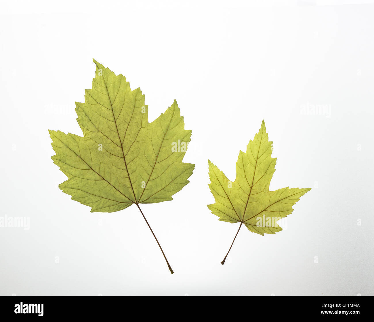 pressed leaves two green leaves Stock Photo Alamy