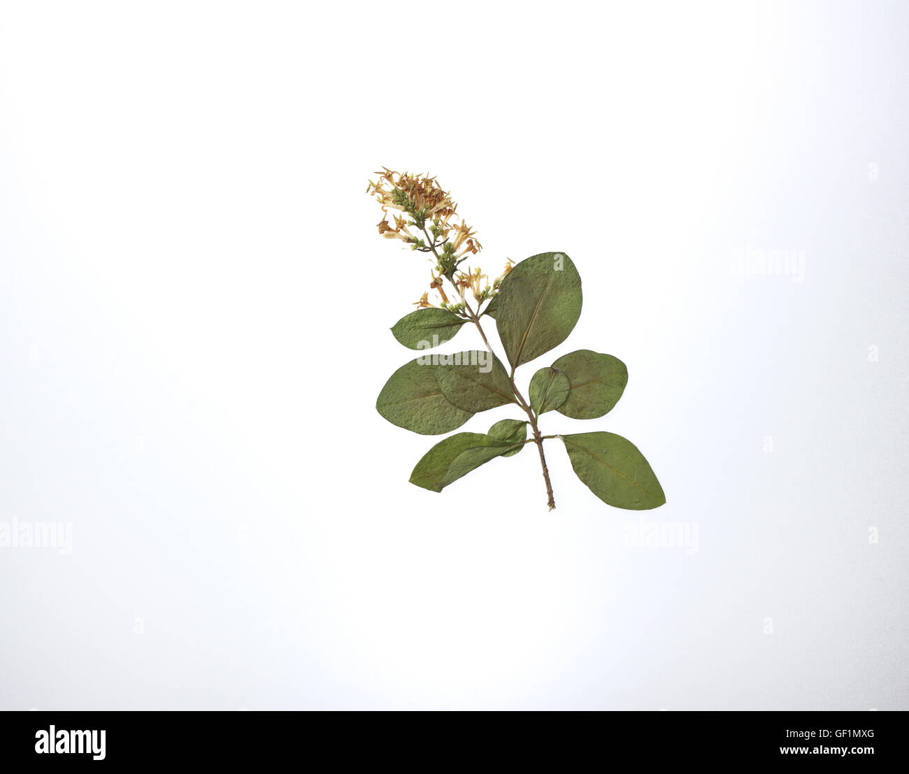 pressed flowers and leaves on white background Stock Photo