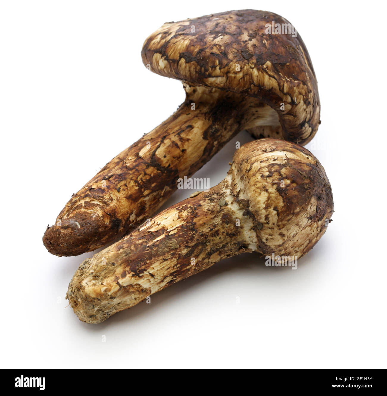 matsutake mushroom, japanese food isolated on white background Stock