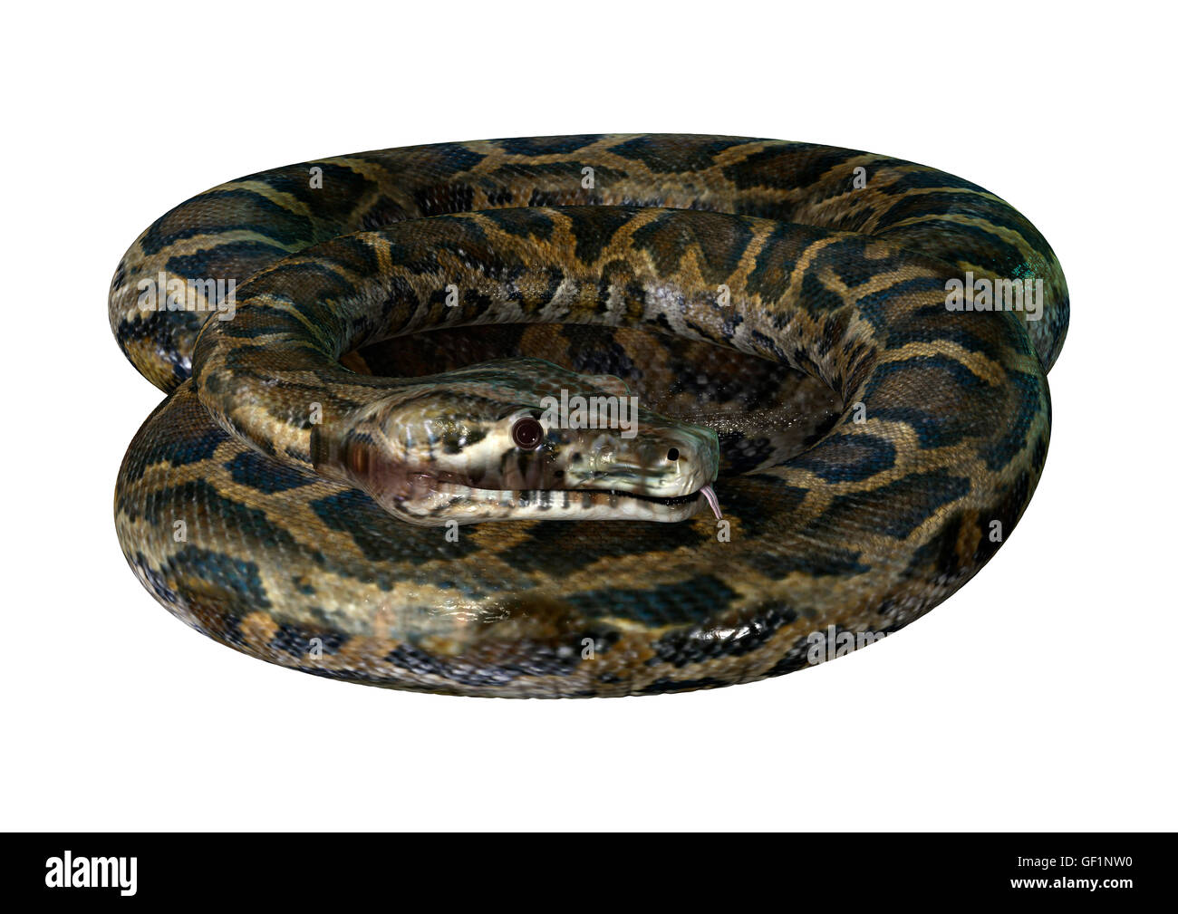 3D rendering of a Burmese python or Python bivittatus, one of the ...