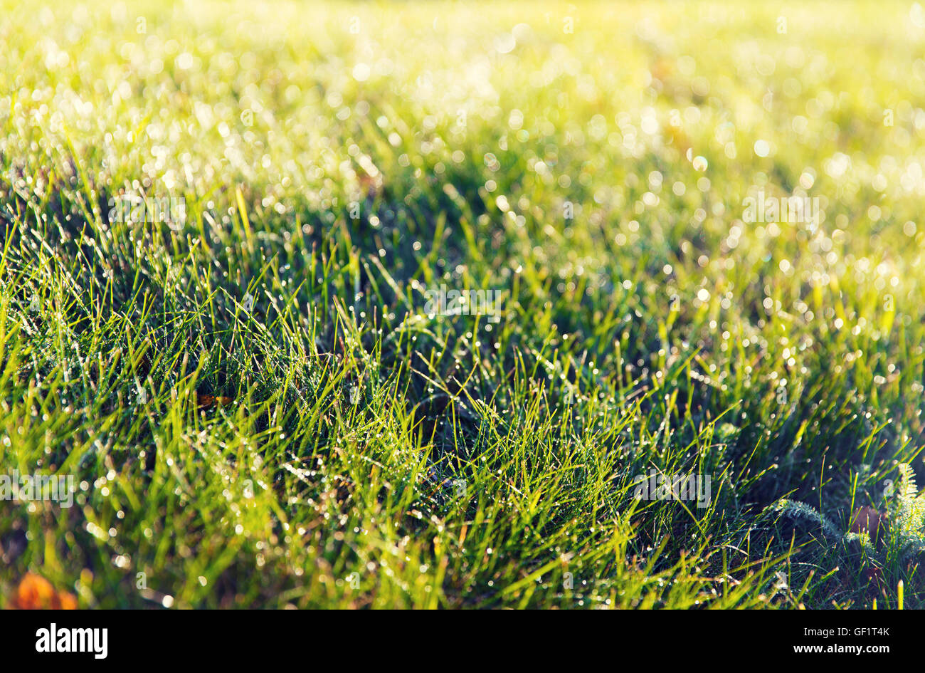 Green grass with moist hi-res stock photography and images - Alamy