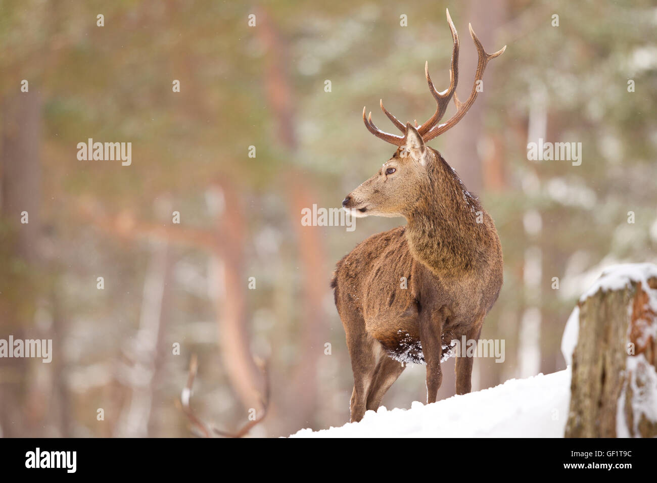 Red Deer in the winters snow Stock Photo
