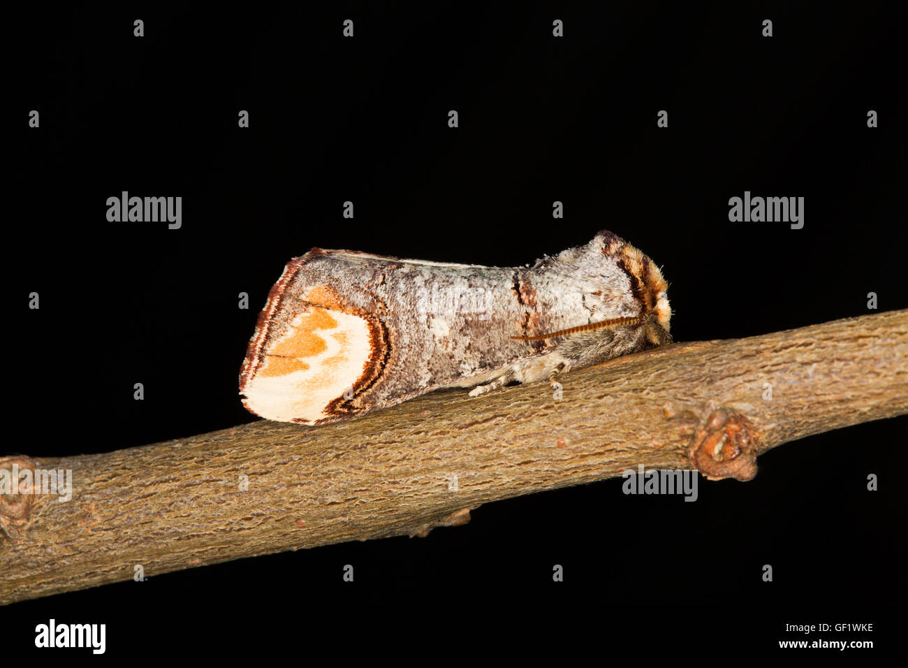 Buff-tip Moth, Phalera bucephala, single adult at rest on twig. Taken June, Essex, UK. Stock Photo