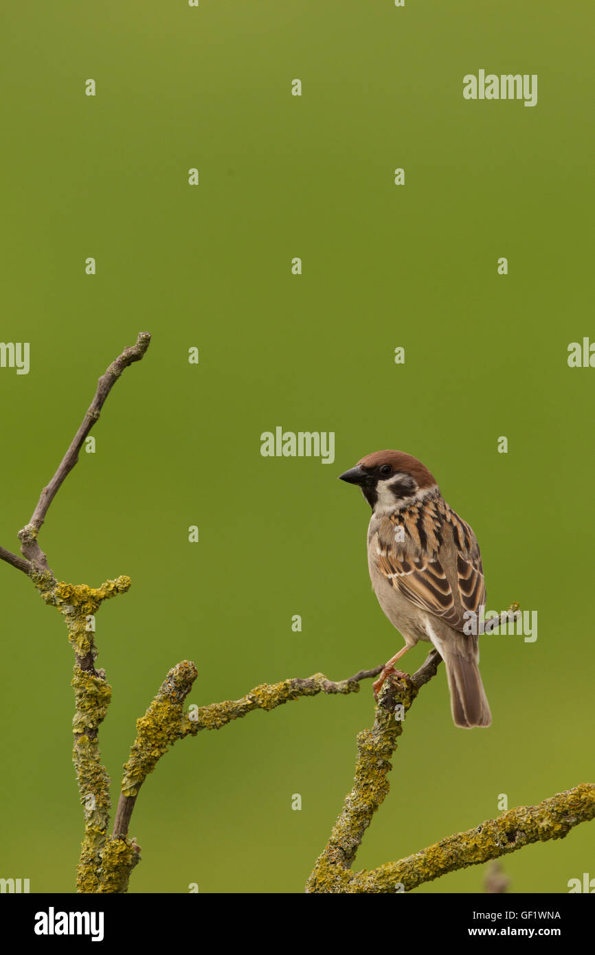 Sparrow like hi-res stock photography and images - Alamy