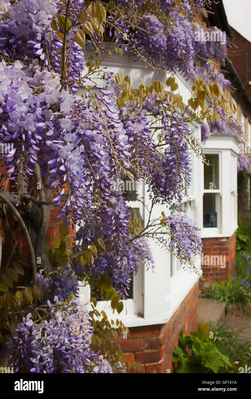 Wisteria uk hires stock photography and images Alamy