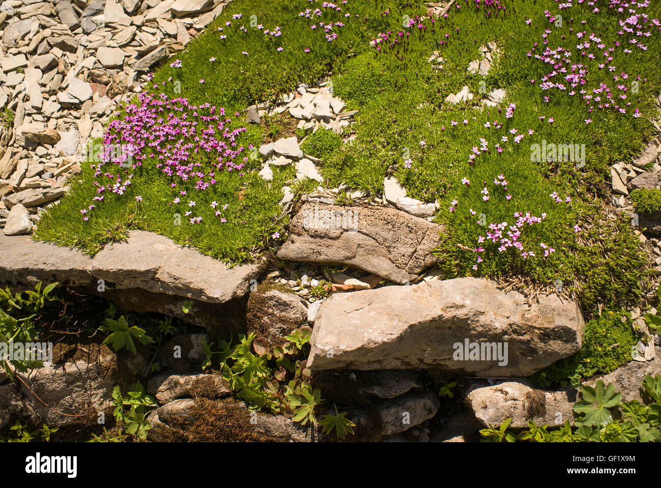 Silene acaulis flowering in a natural alpine rock garden in Switzerland Stock Photo