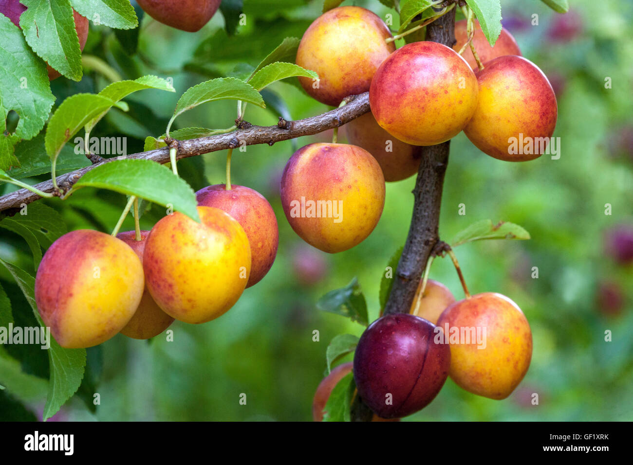 Cherry plum or Mirabelle plum, Prunus domestica syriaca Stock Photo