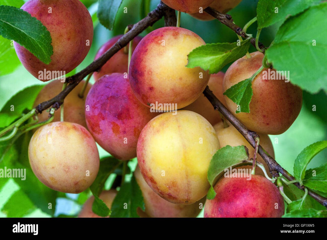 Cherry plum or Mirabelle plum, Prunus domestica syriaca Stock Photo