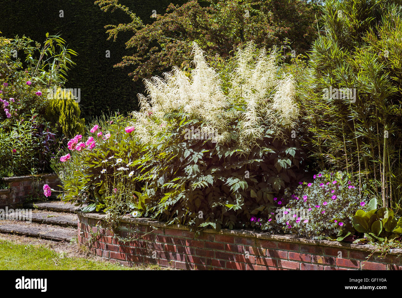 RAISED HERBACEOUS BORDER WITH PEONIES AND ARUNCUS PLANTS in an English garden Stock Photo