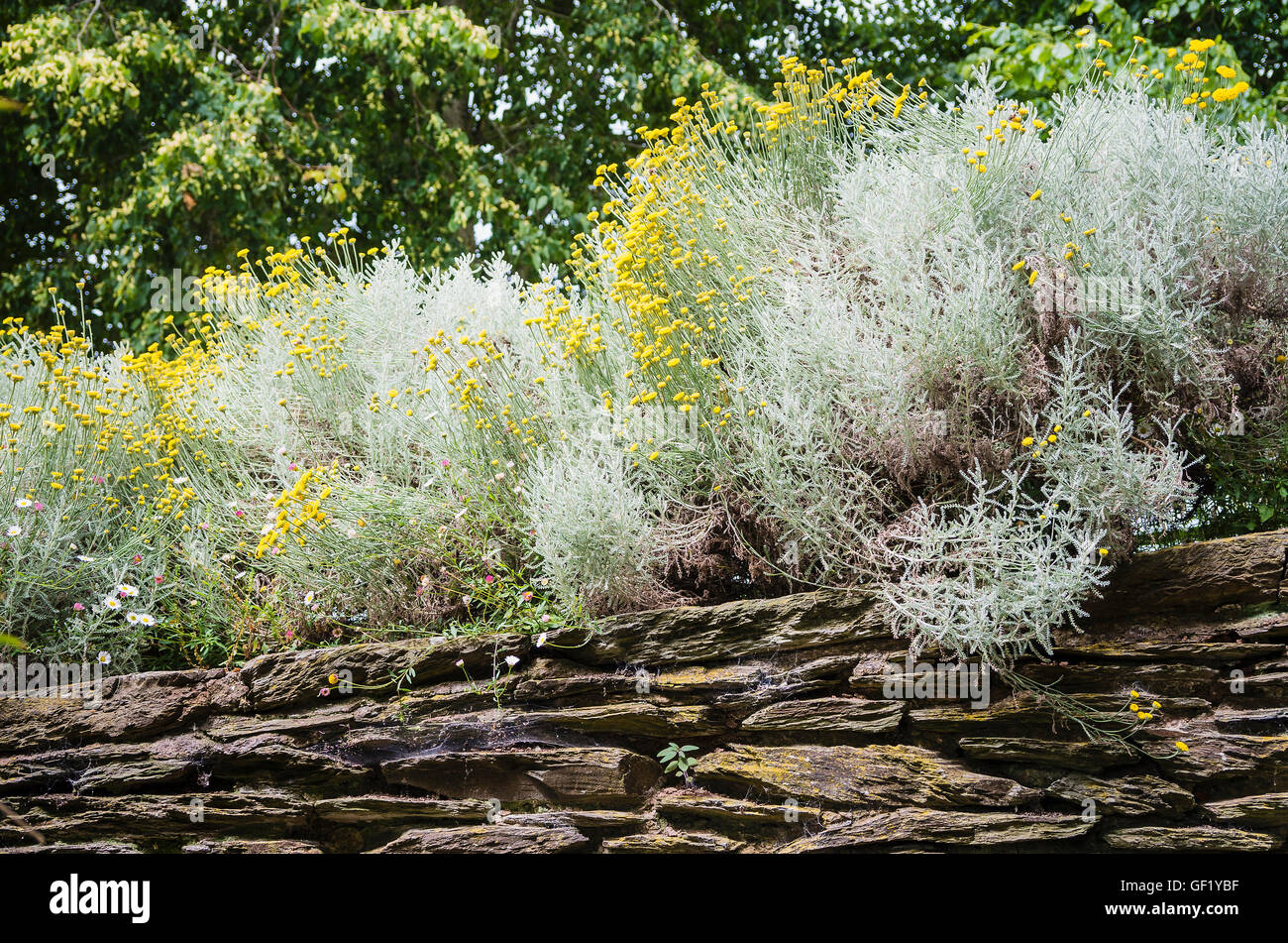 Flowering santolina atop a stone wall in an English garden Stock Photo
