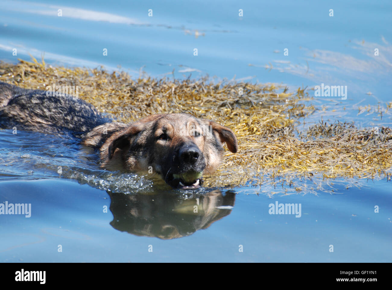 German shepherd with a tennis ball in his mouth swimming after fetching