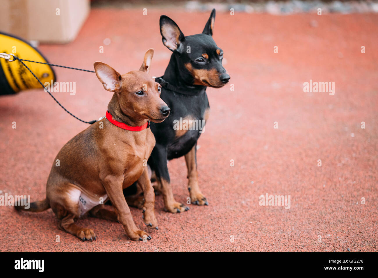 Two Funny Brown And Black Miniature Pinschers Pinchers Sitting Together On Red Floor Stock Photo