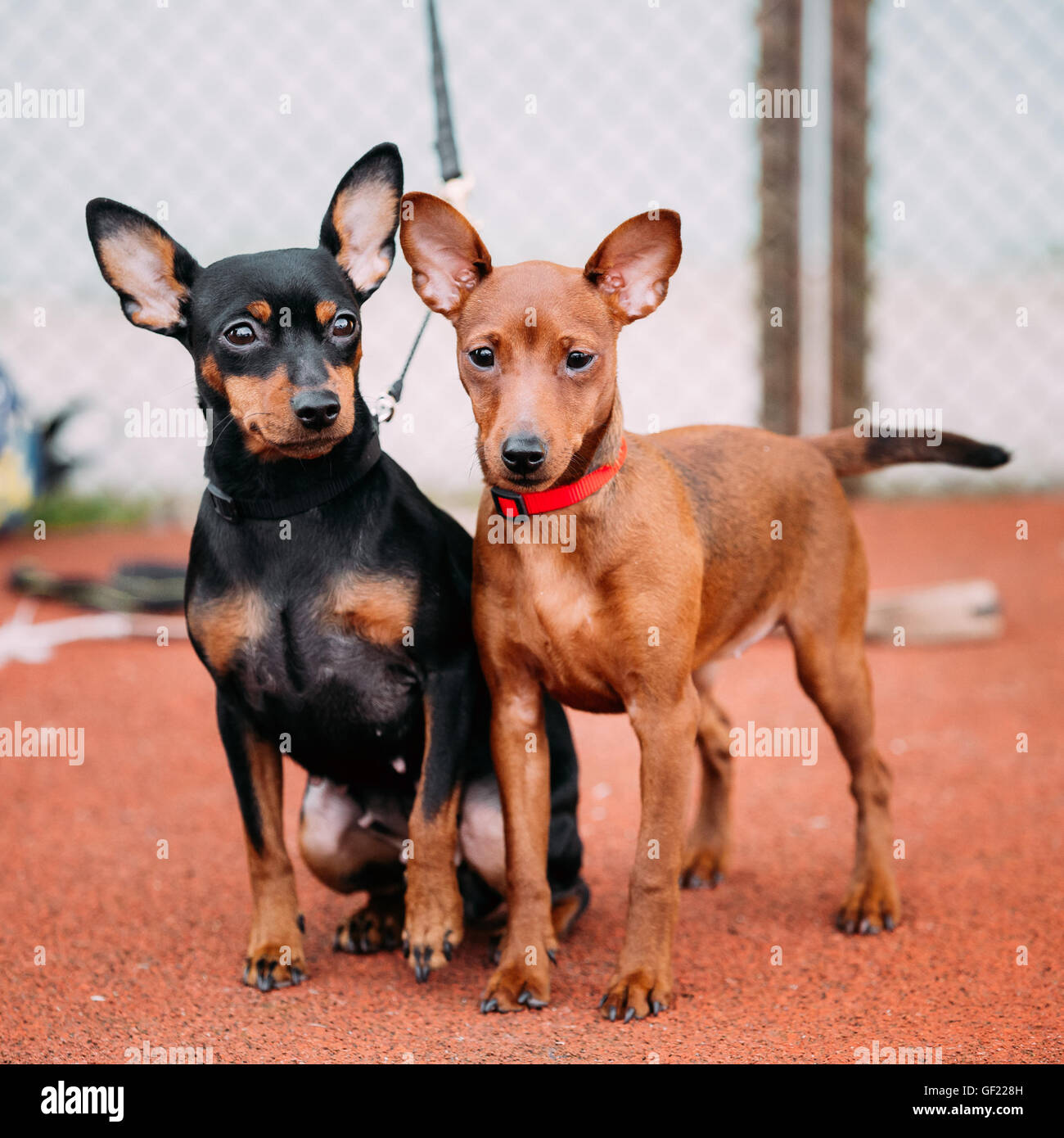 Two Friendly Brown And Black Miniature Pinschers Pinchers Staying Together On Red Floor Stock Photo