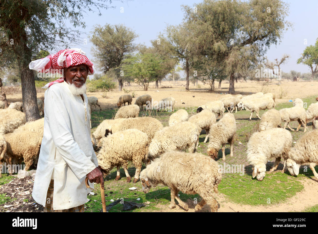 Shepherd and flock, Nawalgarh, India Stock Photo