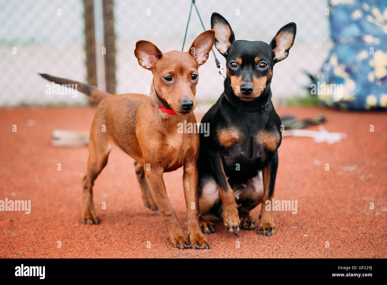 Two Lovely Brown And Black Miniature Pinschers Pinchers Staying Together On Red Floor Stock Photo