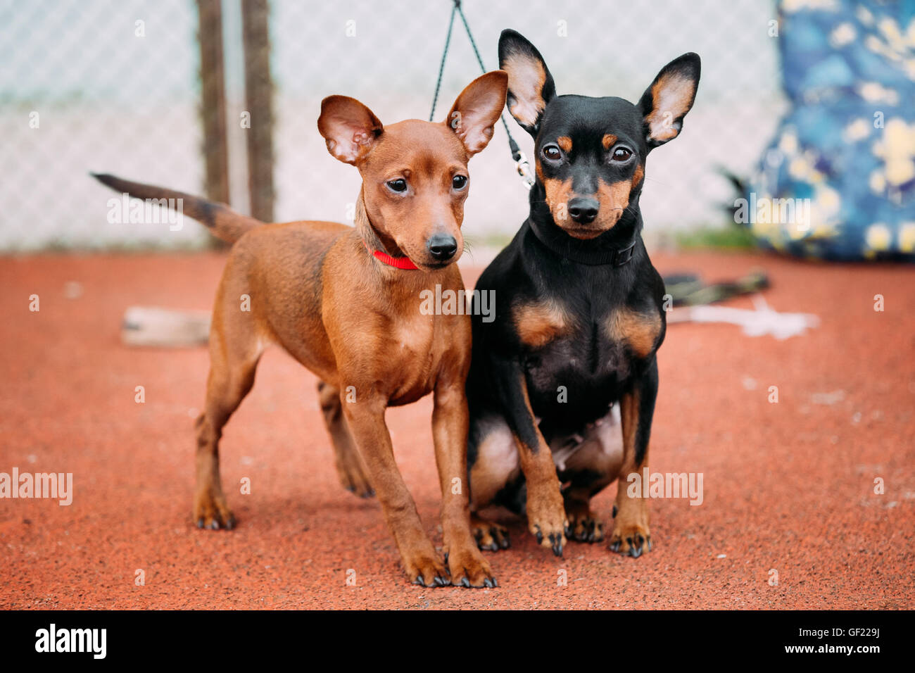 brown miniature pinscher