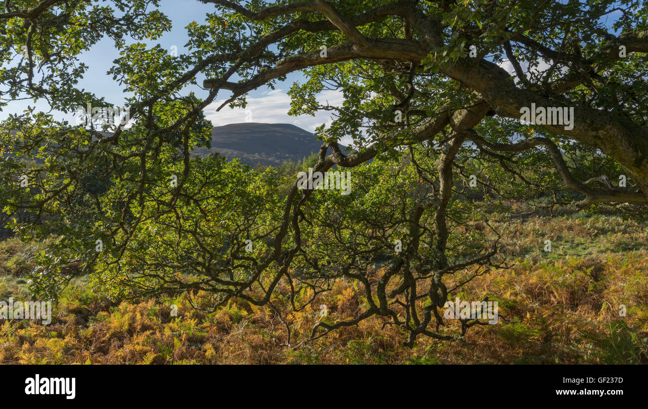 Oak woodland in Strath Brora, East Sutherland, Scottish Highlands, Scotland, UK Stock Photo