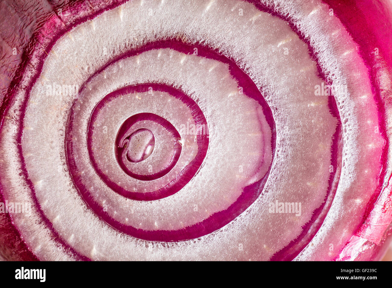 Onion texture hi-res stock photography and images - Alamy