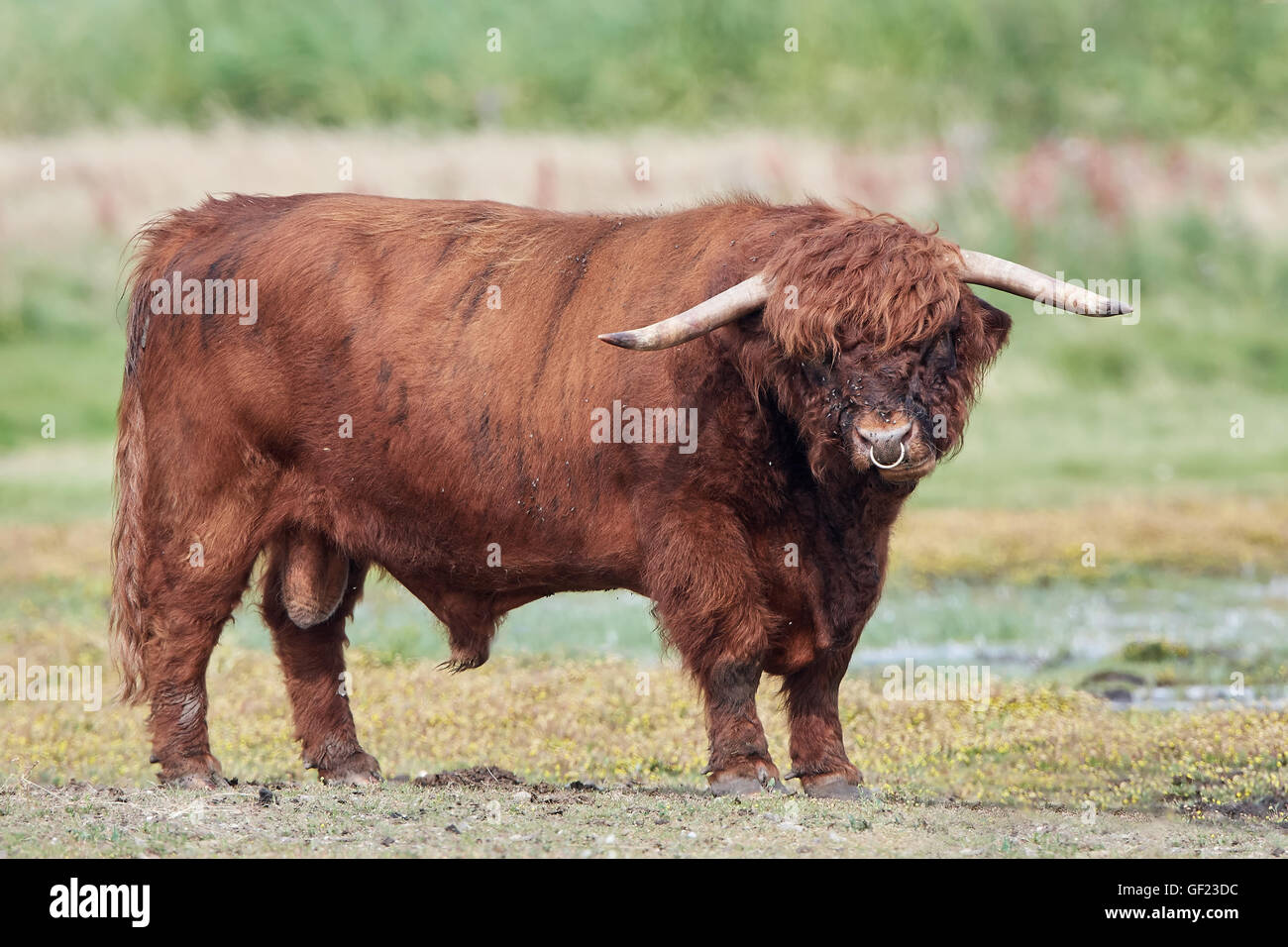 Scottish highland bull with vegetation in the background Stock Photo