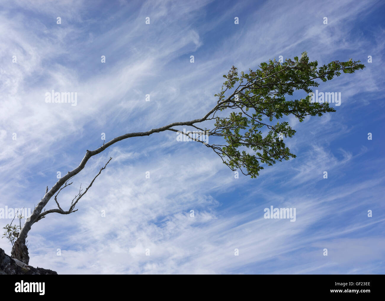 Rowan Tree (Mountain ash) bent by prevailing winds in Assynt, Sutherland, Scotland, Scottish Highlands, UK Stock Photo