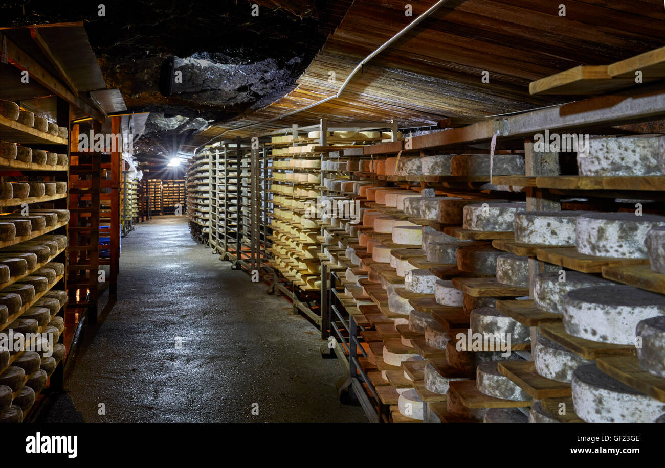 Tomme de Savoie cheese ageing in the cave of Monts et Terroirs. Montmélian, Savoie, France. Stock Photo