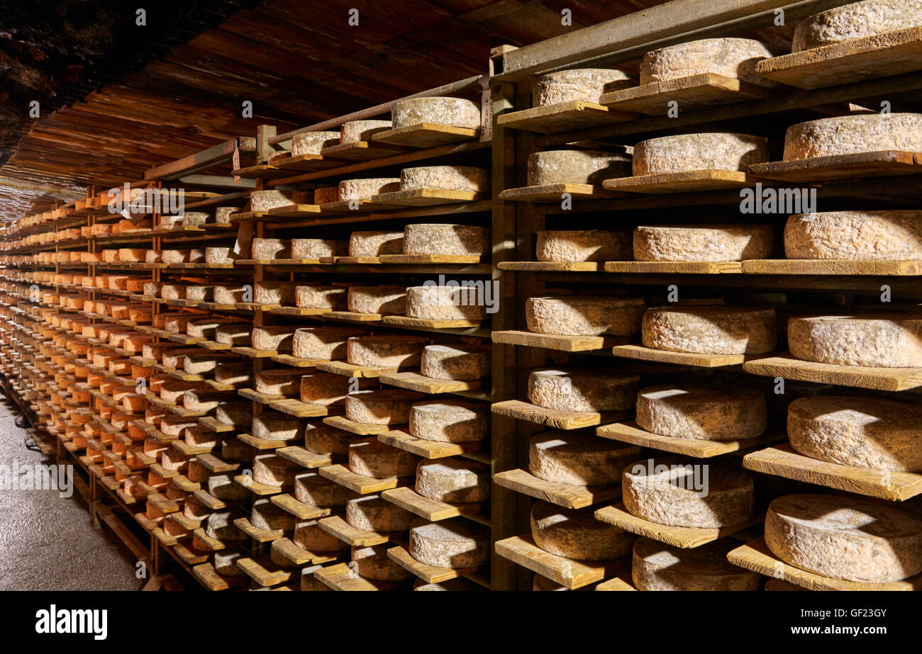 Tomme de Savoie cheese ageing in the cave of Monts et Terroirs. Montmélian, Savoie, France. Stock Photo