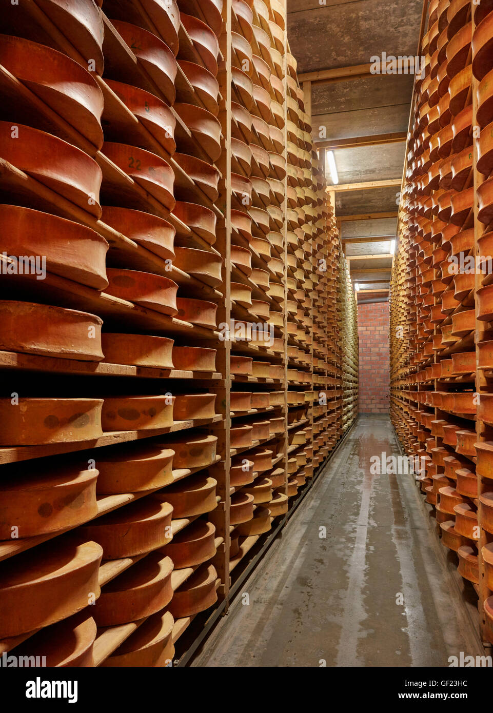 Vintage Beaufort cheese ageing at Monts et Terroirs cheese producers. La Bathie, Savoie, France. Stock Photo