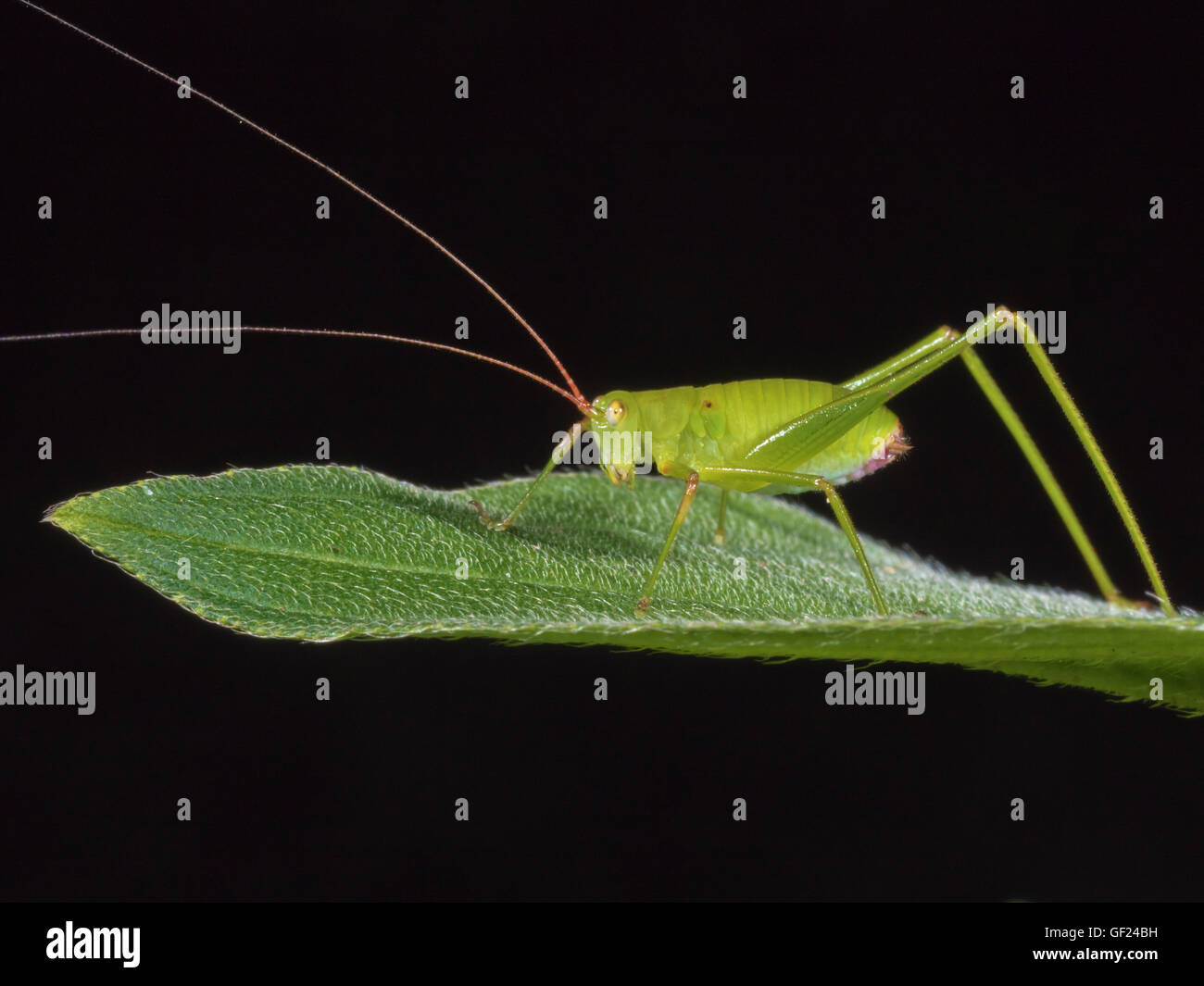 katydids or bush crickets on leaf,Tettigoniidae Stock Photo