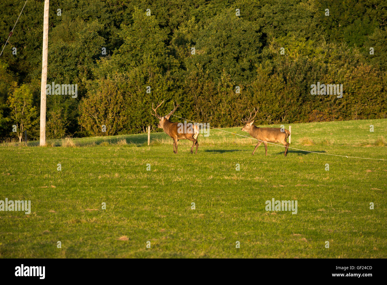 Red deer or Cervus Elaphus in trouble having a wire around its antlers in Killarney National Park, County Kerry, Ireland Stock Photo