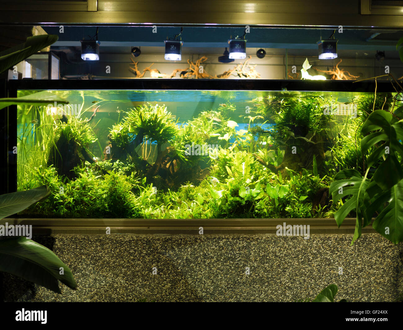 Aquascaping of the beautiful planted tropical freshwater aquarium Stock Photo