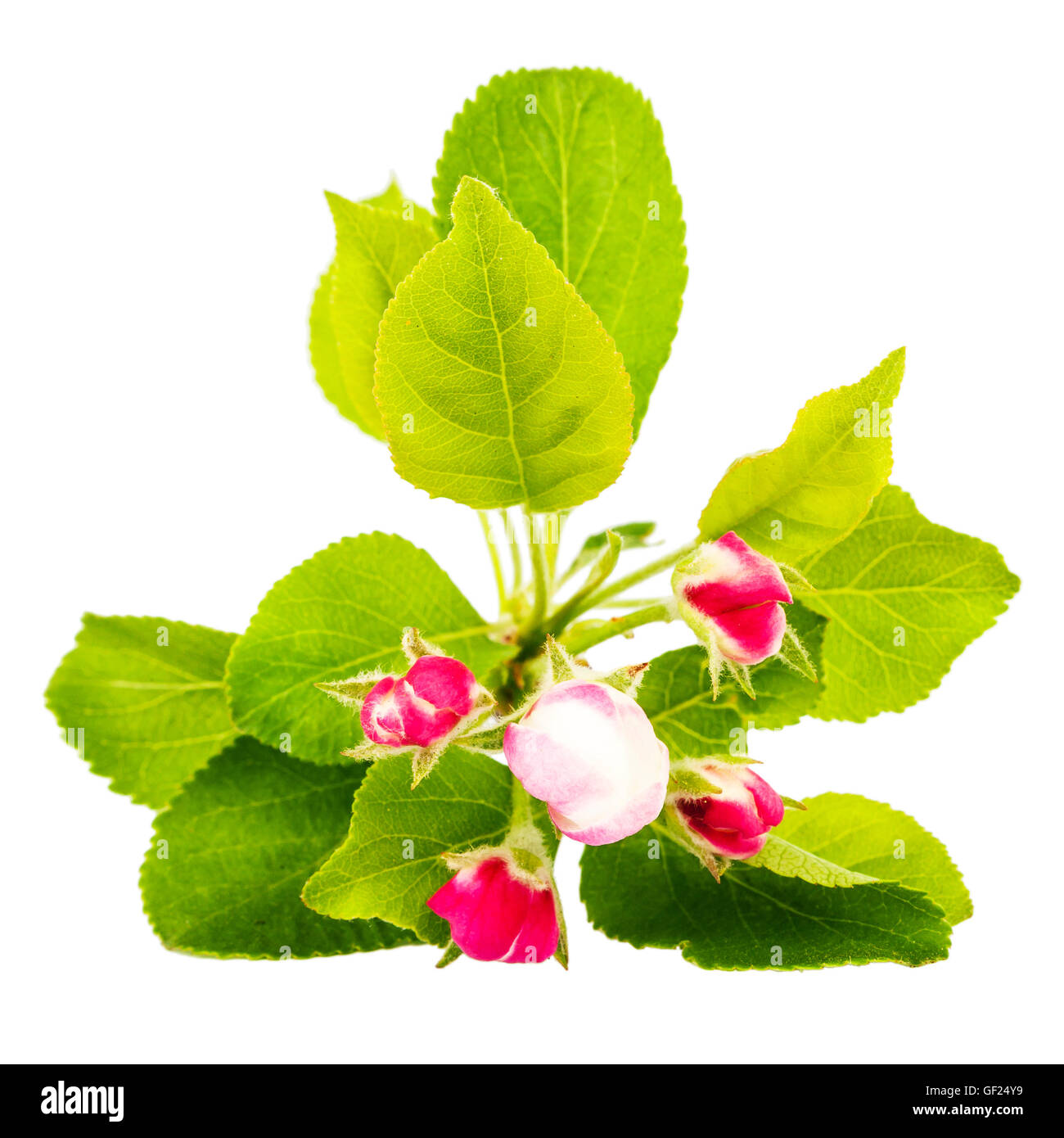 Apple blossom isolated on white background Stock Photo - Alamy
