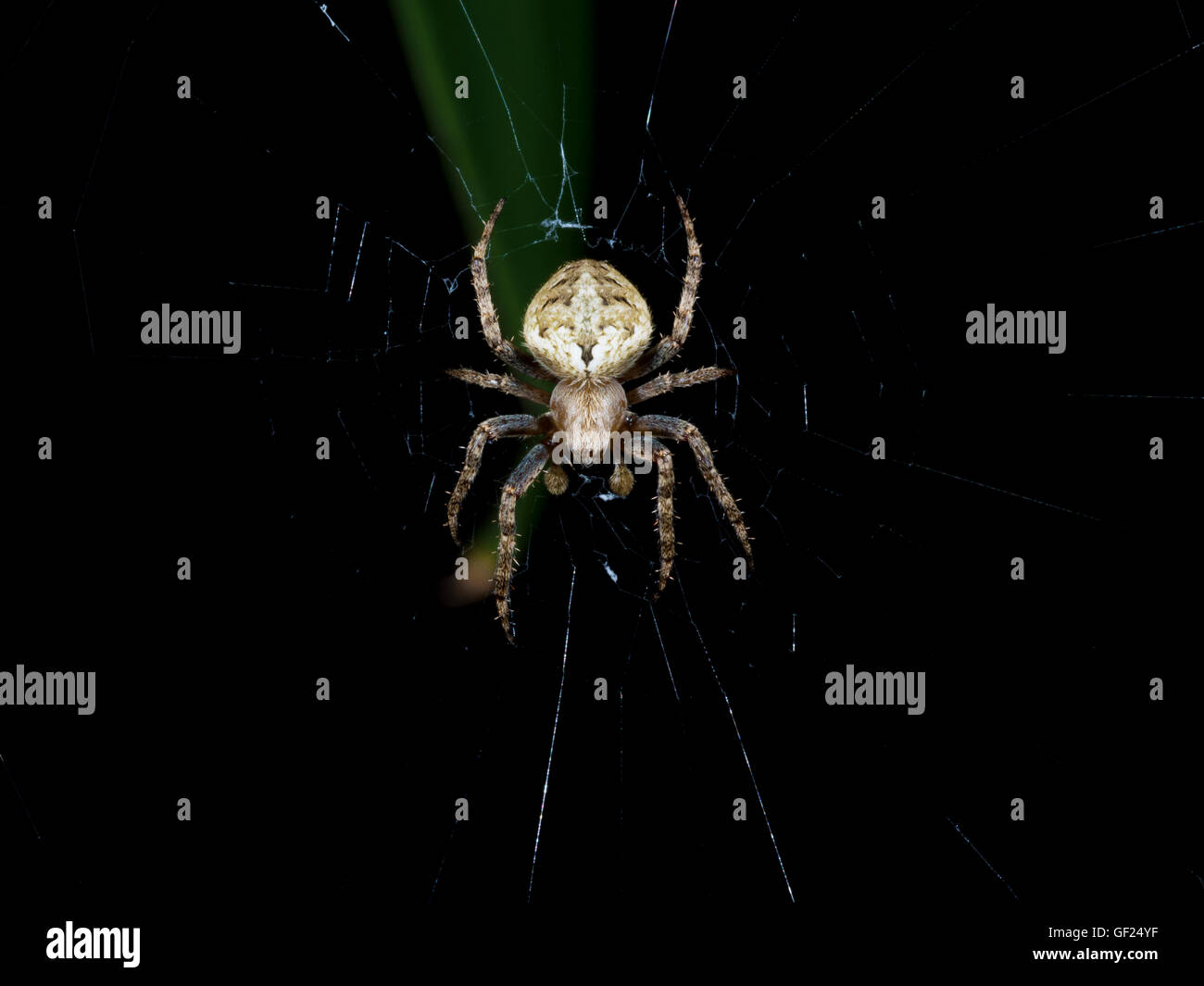 spider on web,Neoscona doenitzi Stock Photo