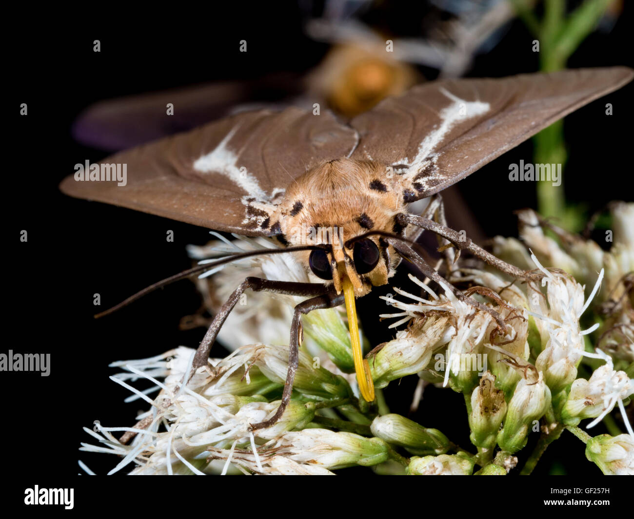 night shot of Asota heliconia zebrina,Moth Stock Photo
