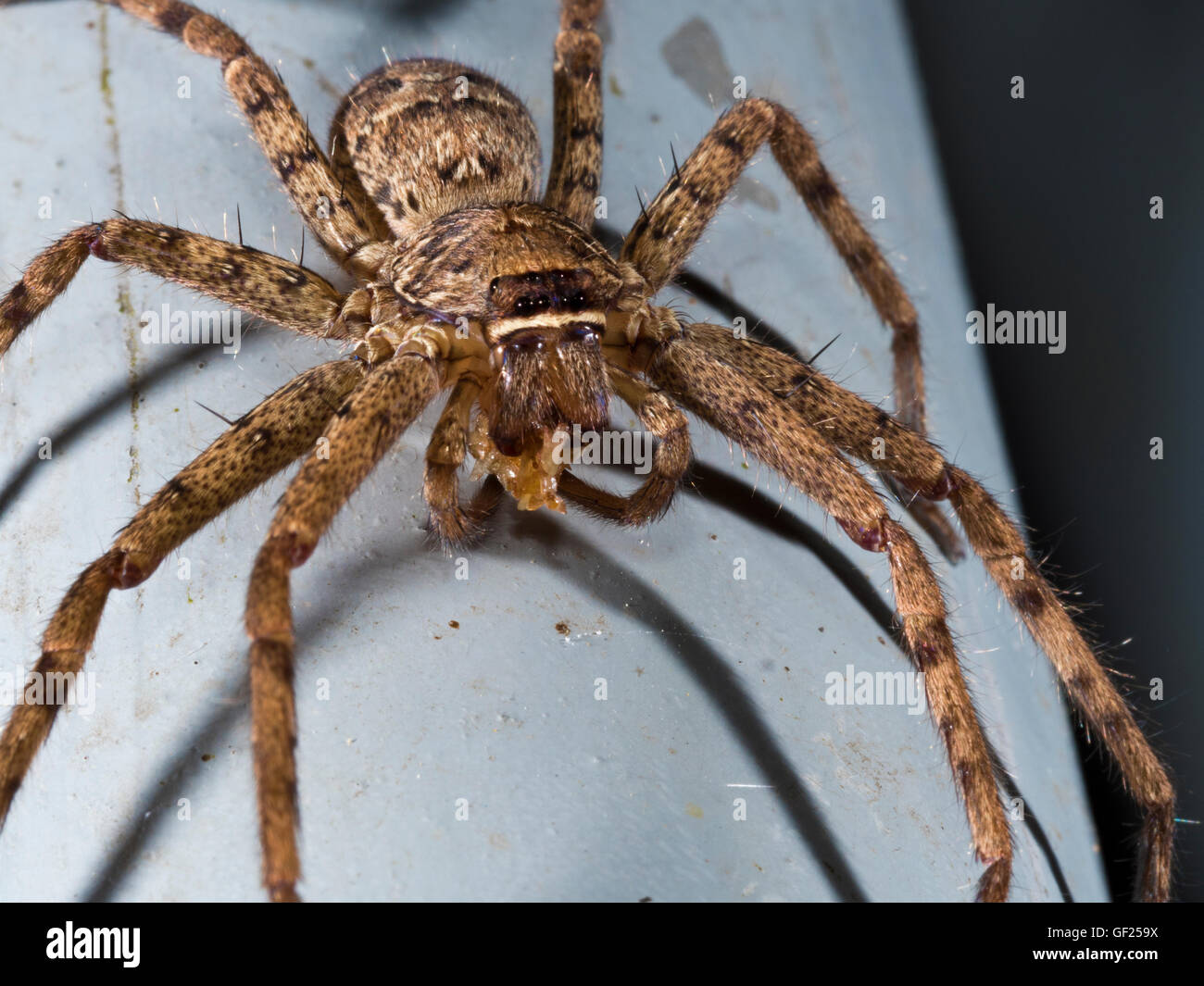 spider at night,Lycosidae Stock Photo