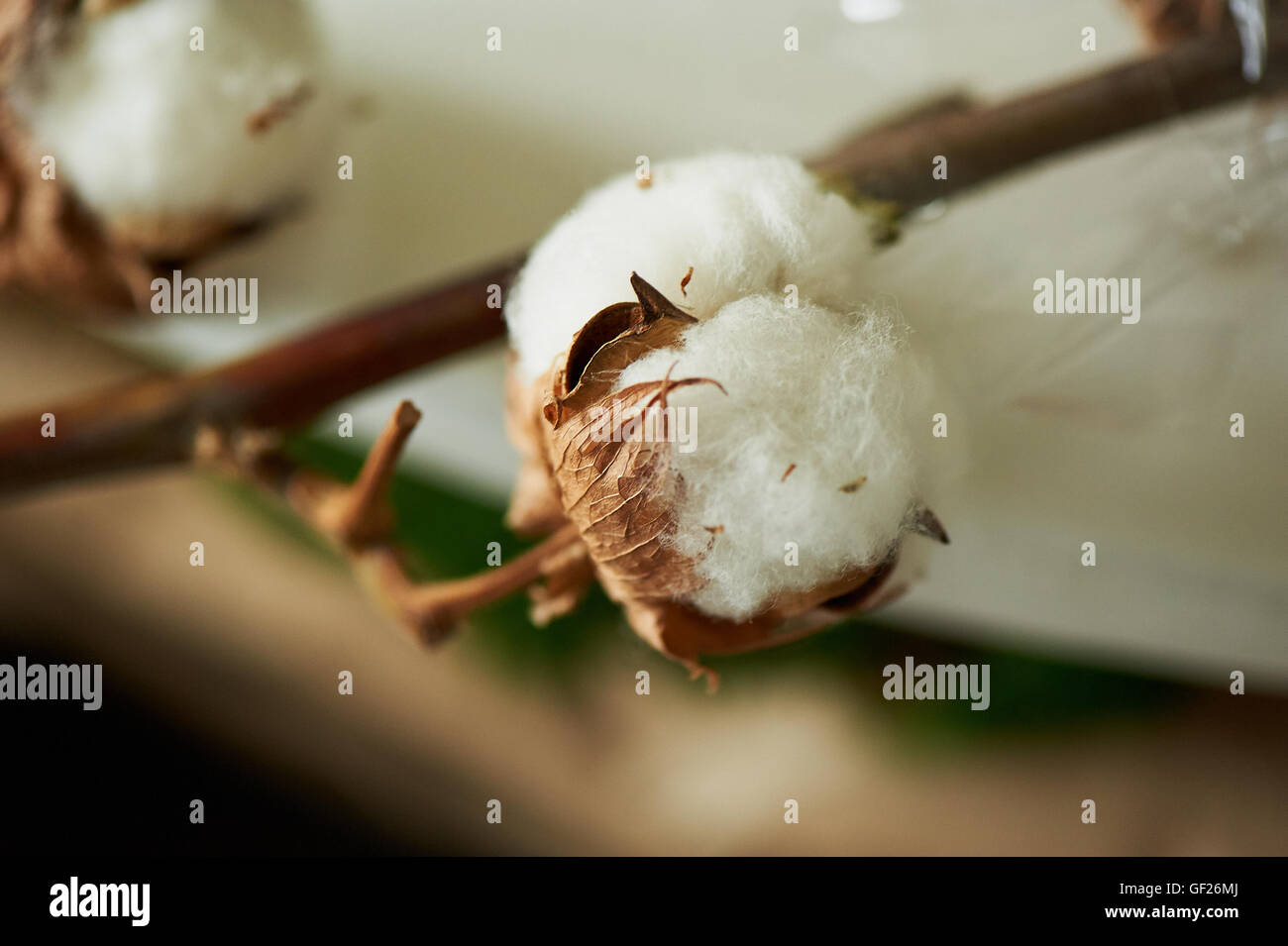 Cotton production southern states hi-res stock photography and images ...
