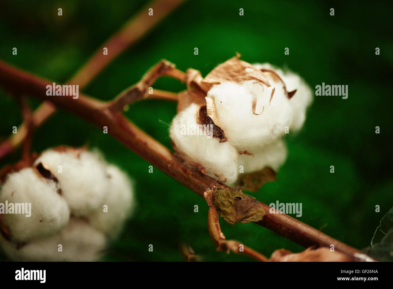 Cotton picking texas hires stock photography and images Alamy