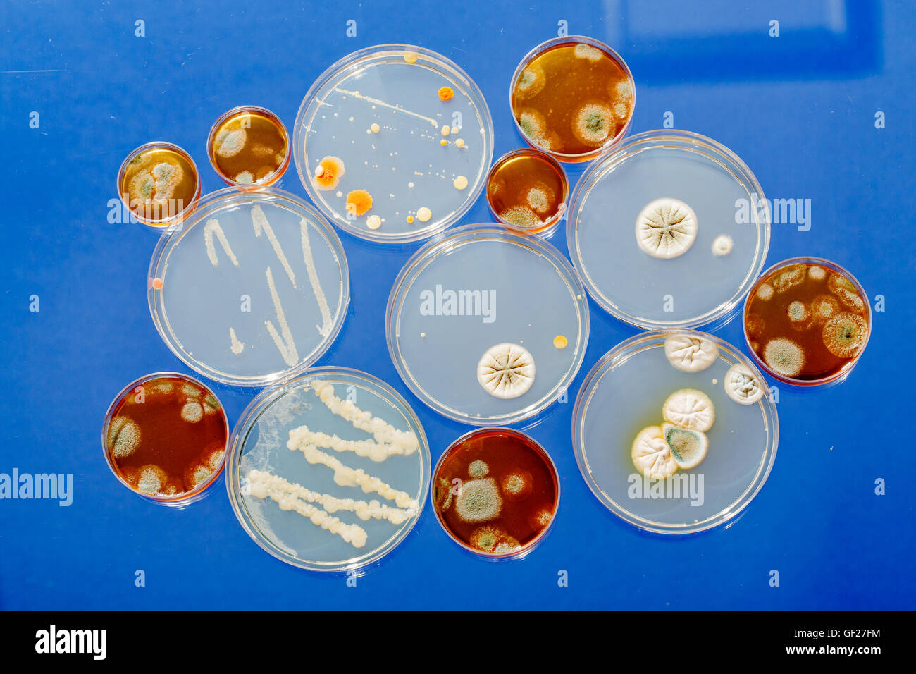 Biochemical Test For Bacteria Stock Photos & Biochemical Test For