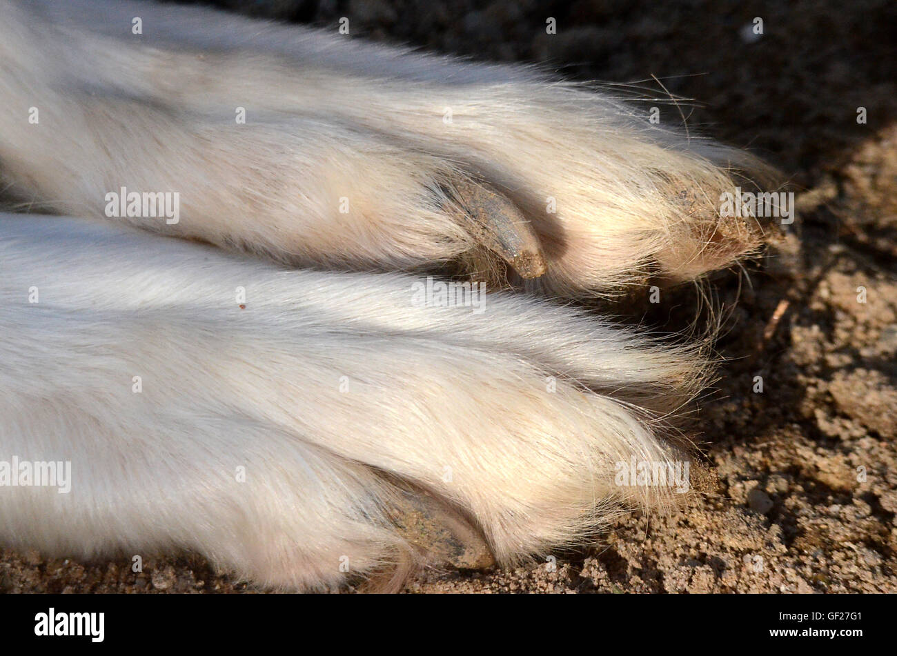 Two dog paws seen on dog laying in the sand. Stock Photo