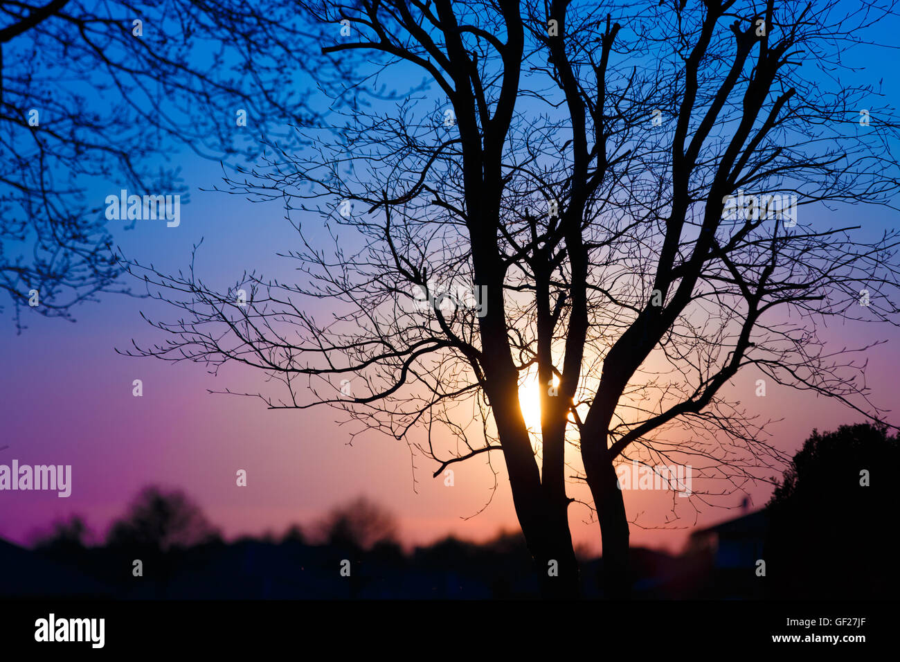 Silhouette of trees at sunset Stock Photo - Alamy