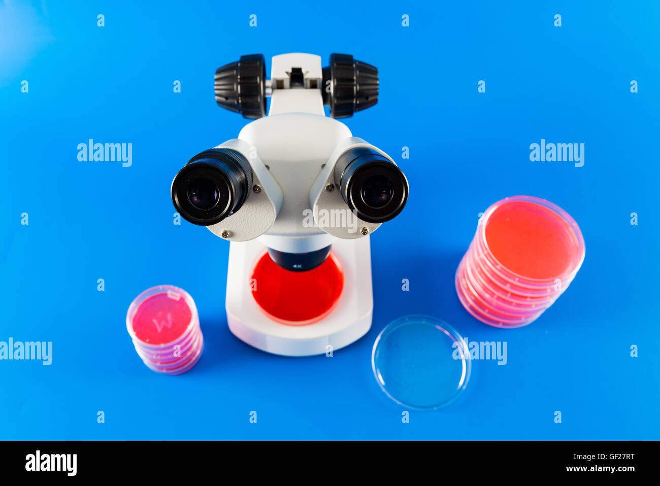 Petri dish with grown culture and microscope Stock Photo Alamy