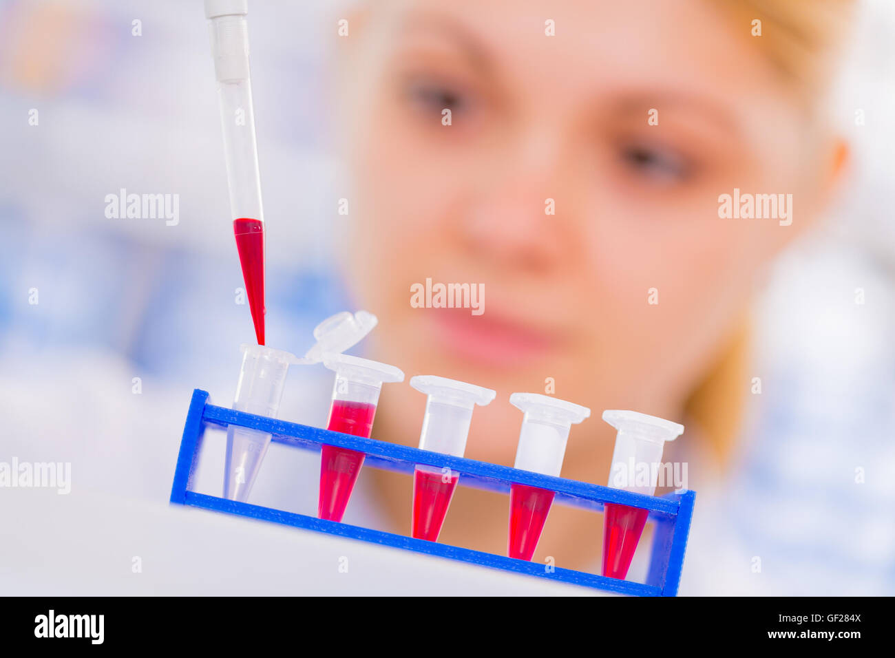 Young female scientist loads samples for DNA amplification by PCR into ...