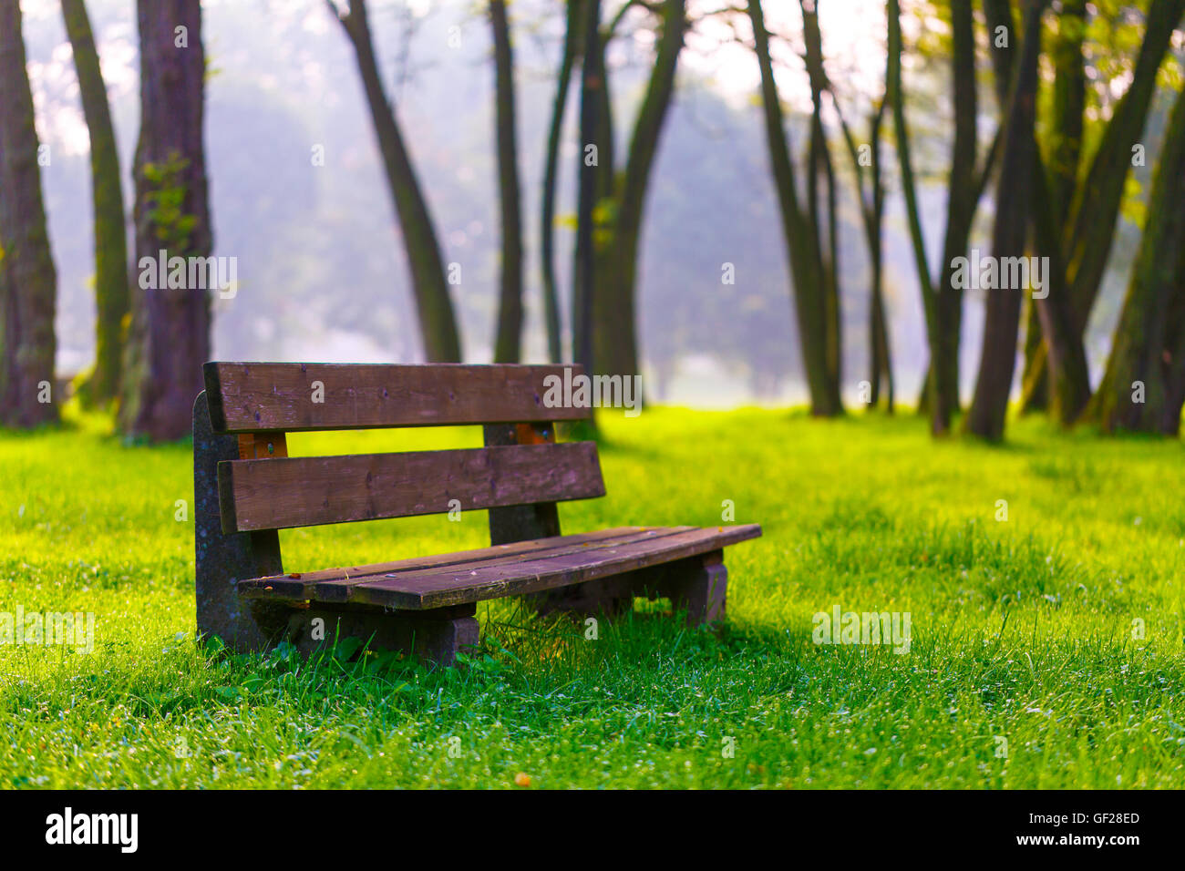 sunny summer park with trees and green grass and bench Stock Photo