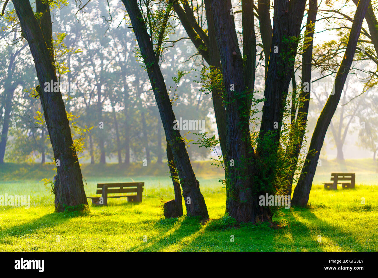 sunny summer park with trees and green grass and bench Stock Photo