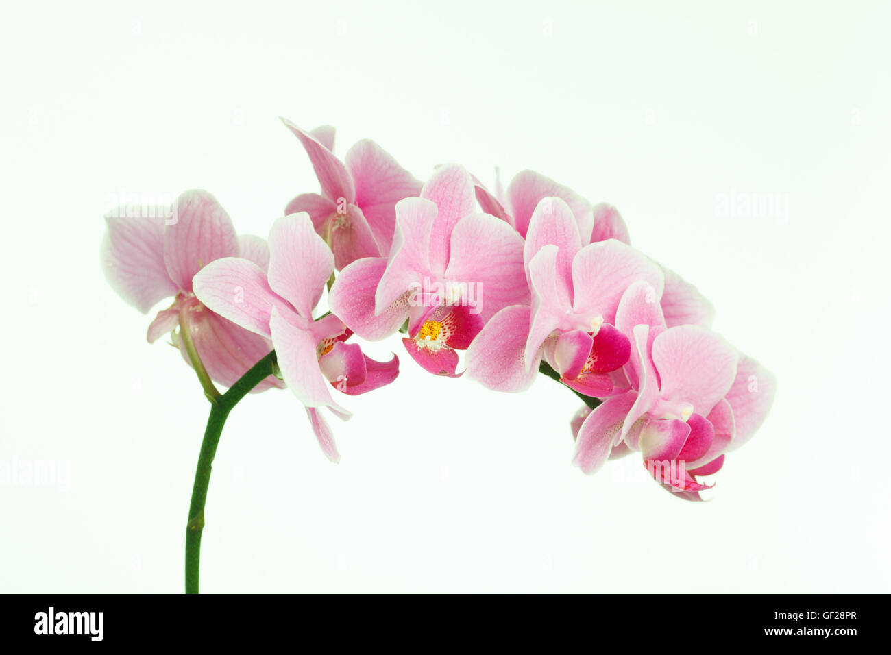 Pink streaked orchid flower, isolated Stock Photo - Alamy